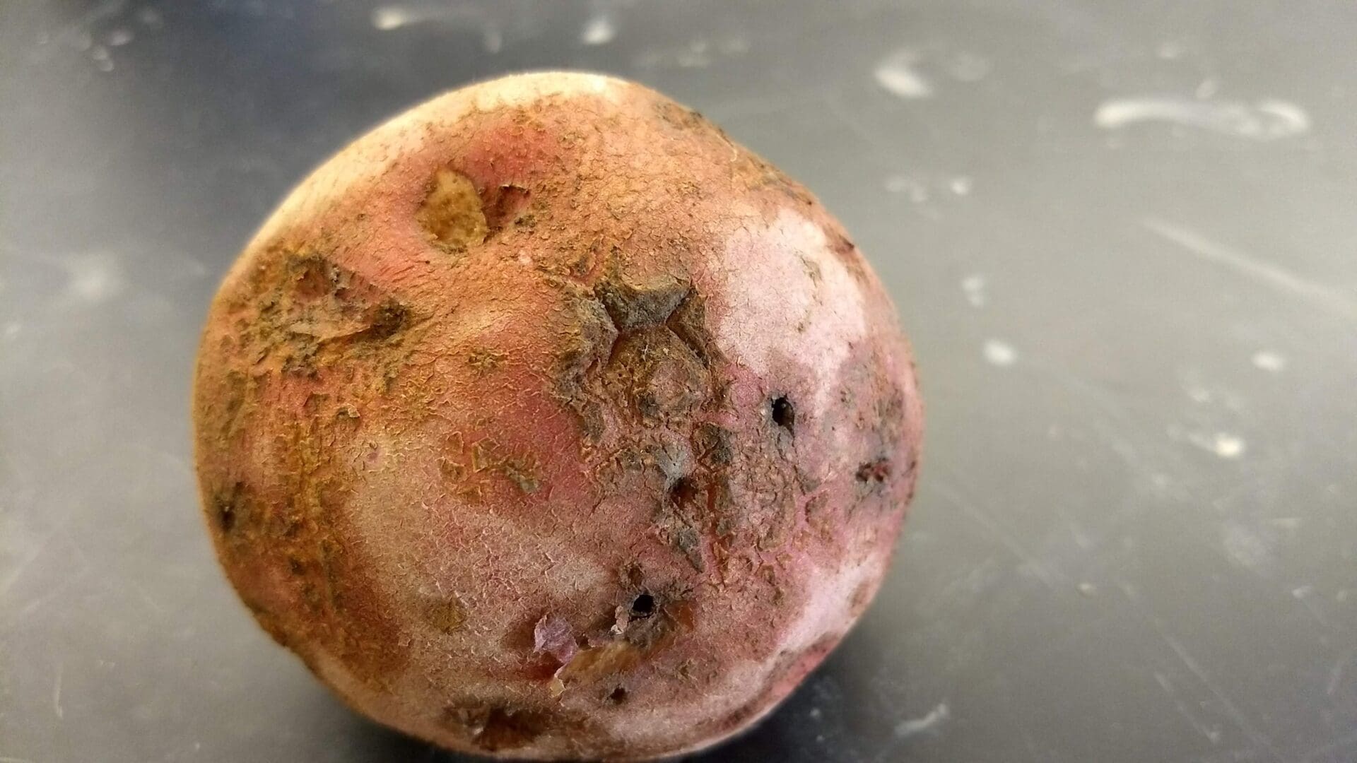 potato showing lesions on skin