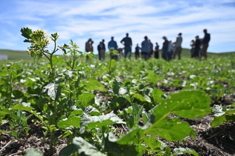 Group of People in field