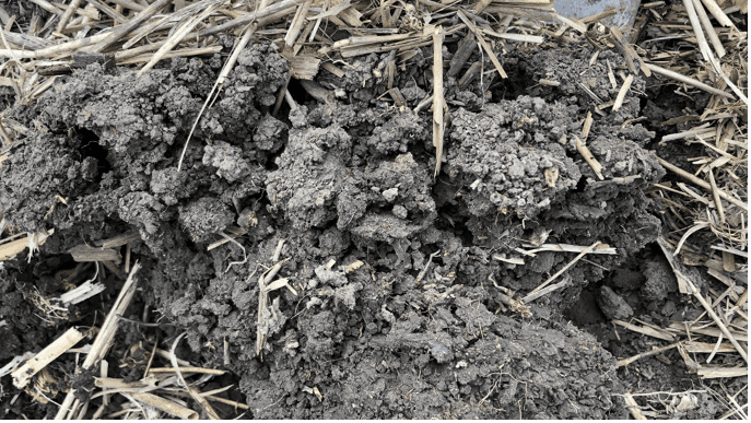 Dark soil with small angular chunks.