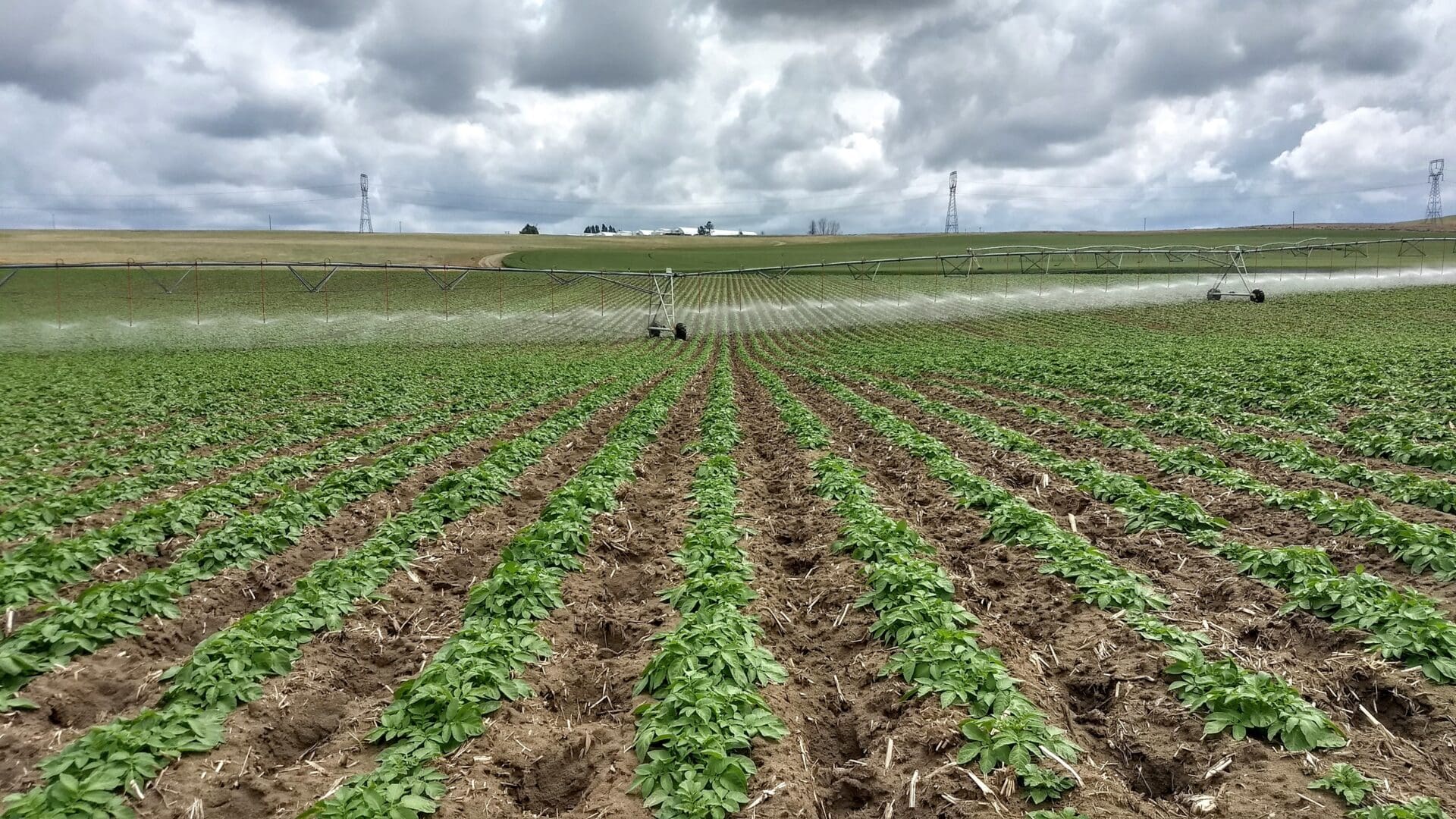 A potato field with irrigation.