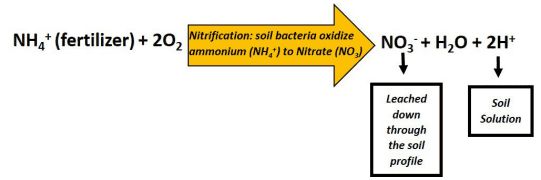 A graphic showing the nitrification process.