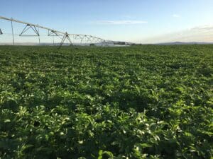 Irrigation in a potato field.