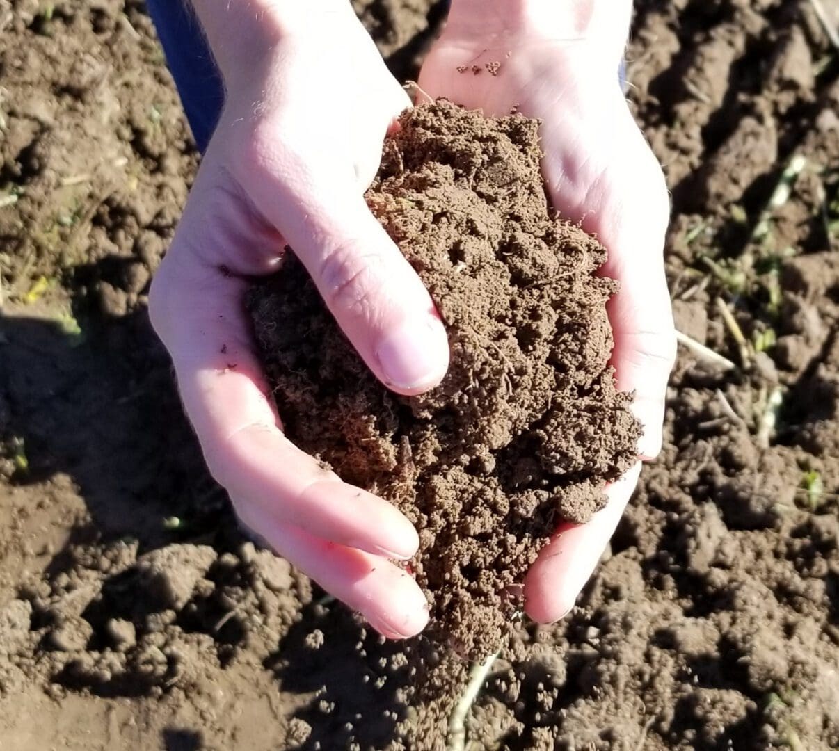 two hands holding soil.