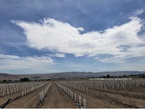 vines in a field with covers.