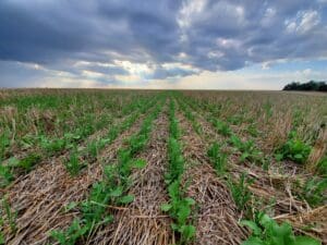 small plants growing through residue of other crops.