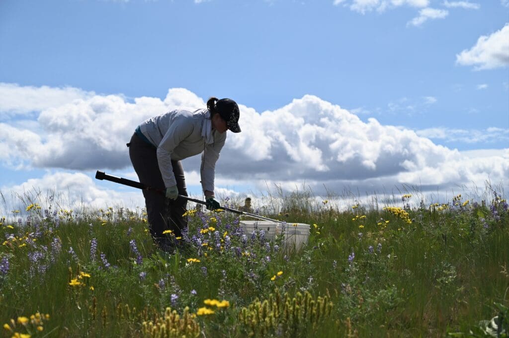 a person in a field with a soil probe.