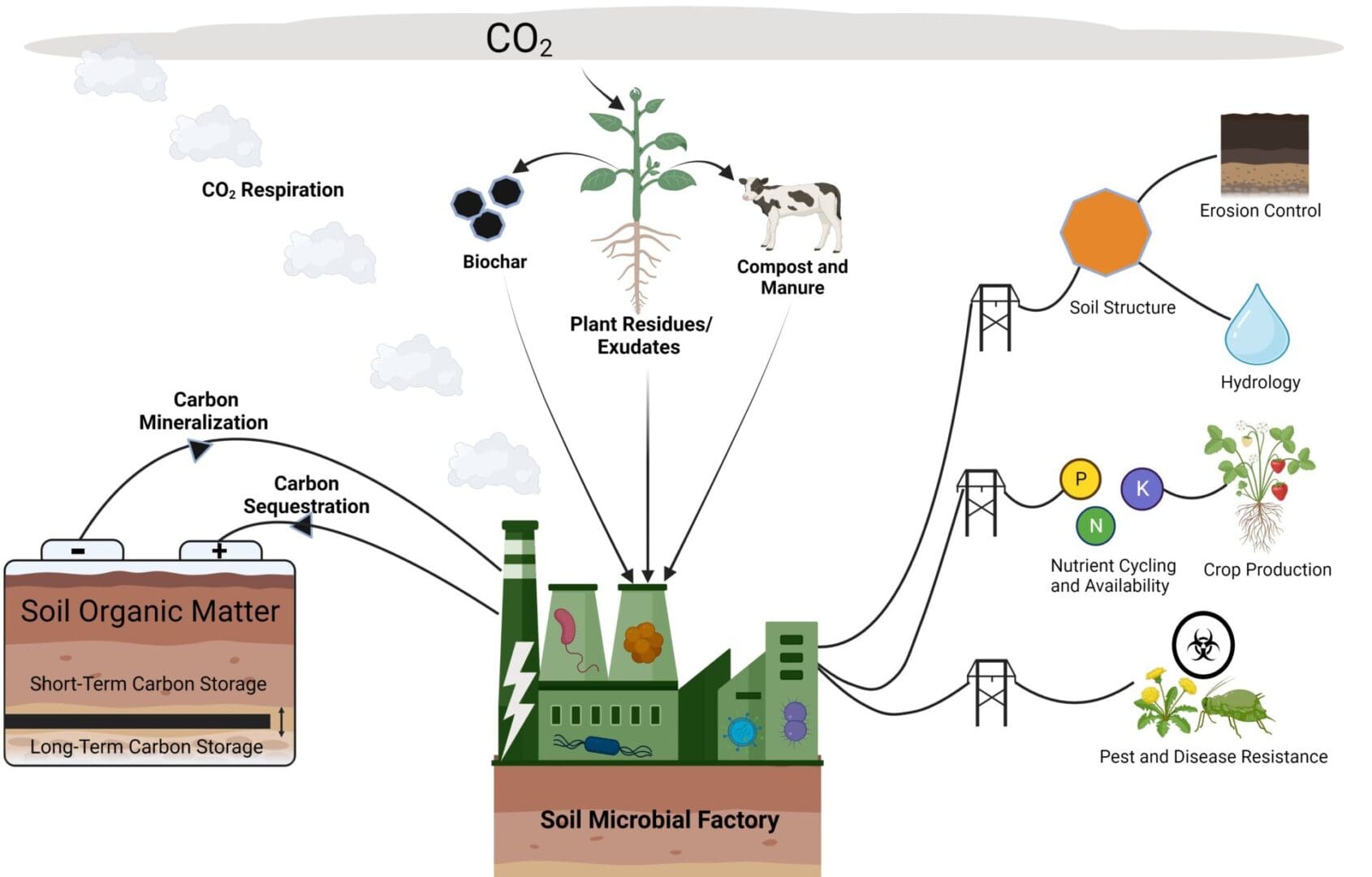 a diagram of soil carbon dynamics.