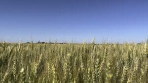 heads of wheat in a field.