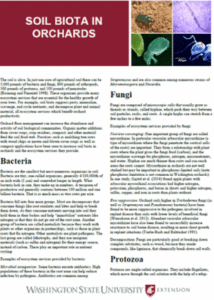 Soil biota in orchards.