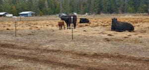 cows in a field.