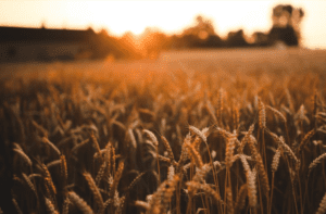 A wheat field with the sun setting behind it.