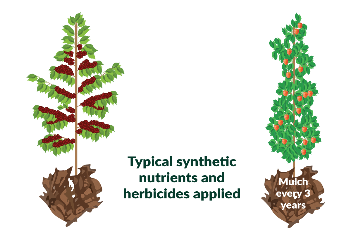 An infographic showing the characteristics of the mulch additions treatment.