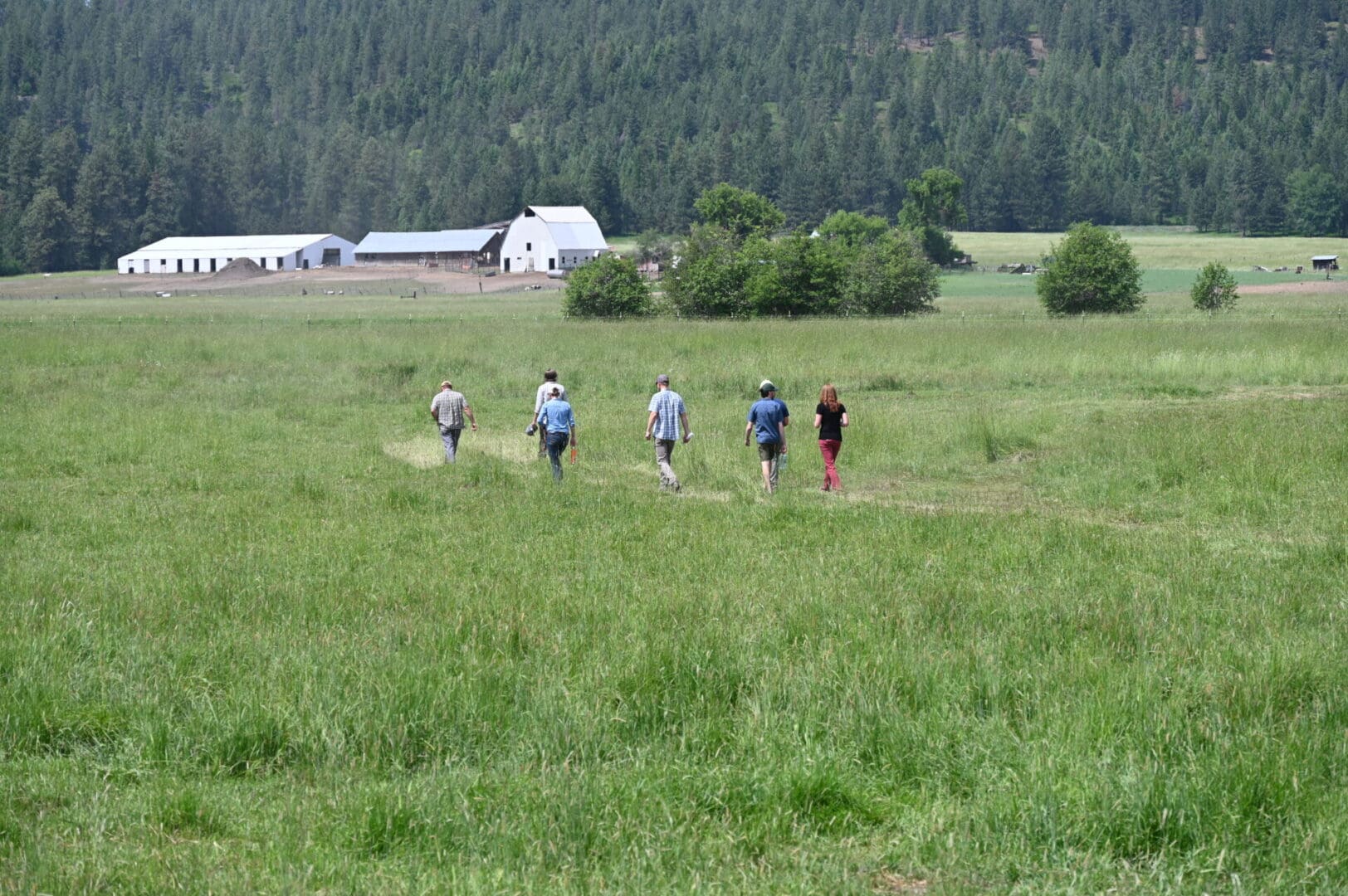 Five people walking though a field.