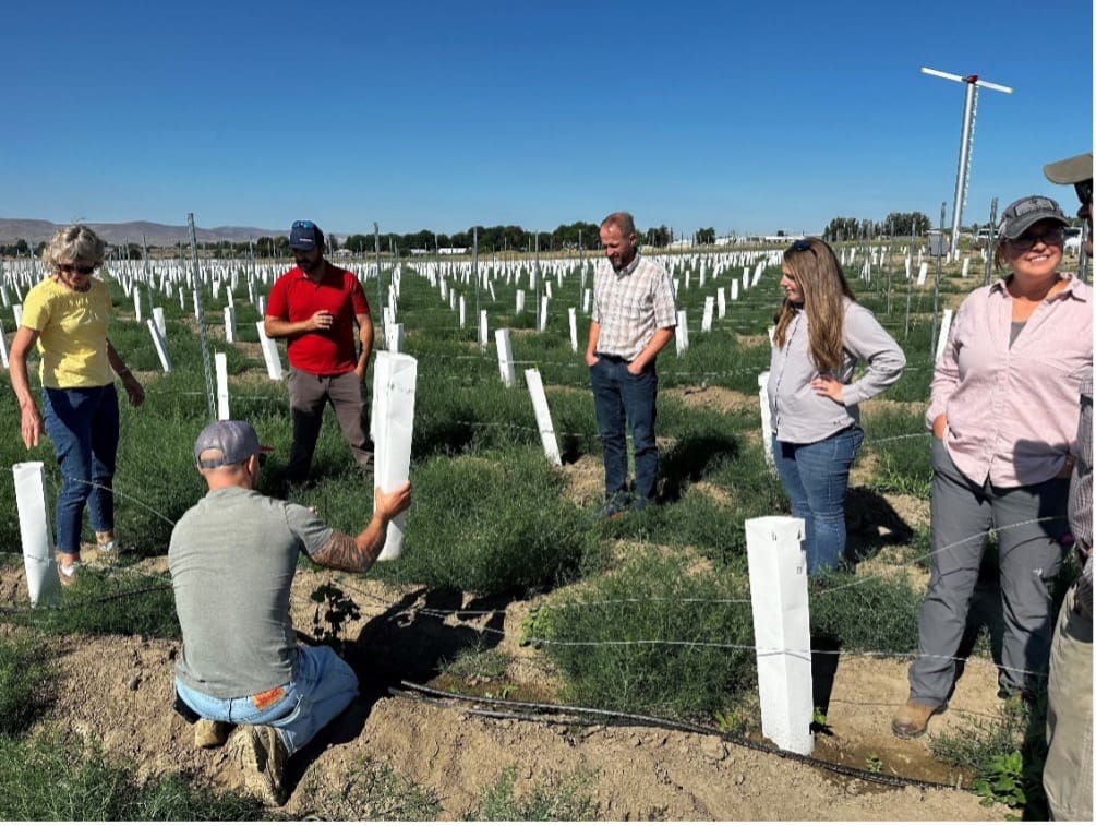 five people standing in a field with newly planted grape vines.