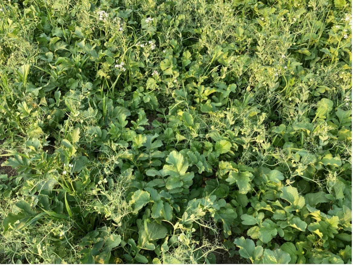 multiple types of crops in a field.