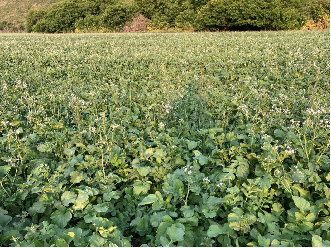 A field with different types of crops.