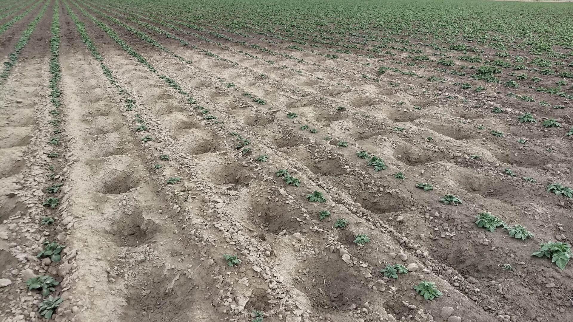 Rows of young crops growing in tilled soil with nutrient imbalances, with distinct tractor tire marks visible between the rows.