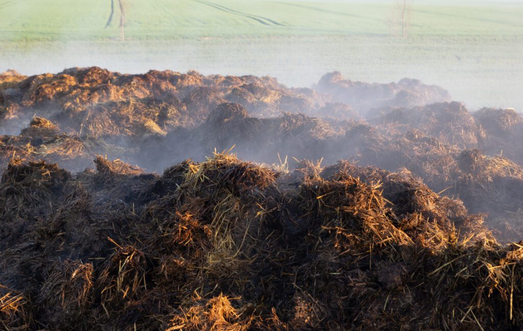 A steaming manure pile.