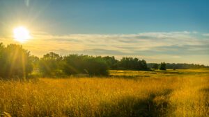 Golden sunlight bathes a meadow with tall grass, a path, and trees under a clear sky at sunset.