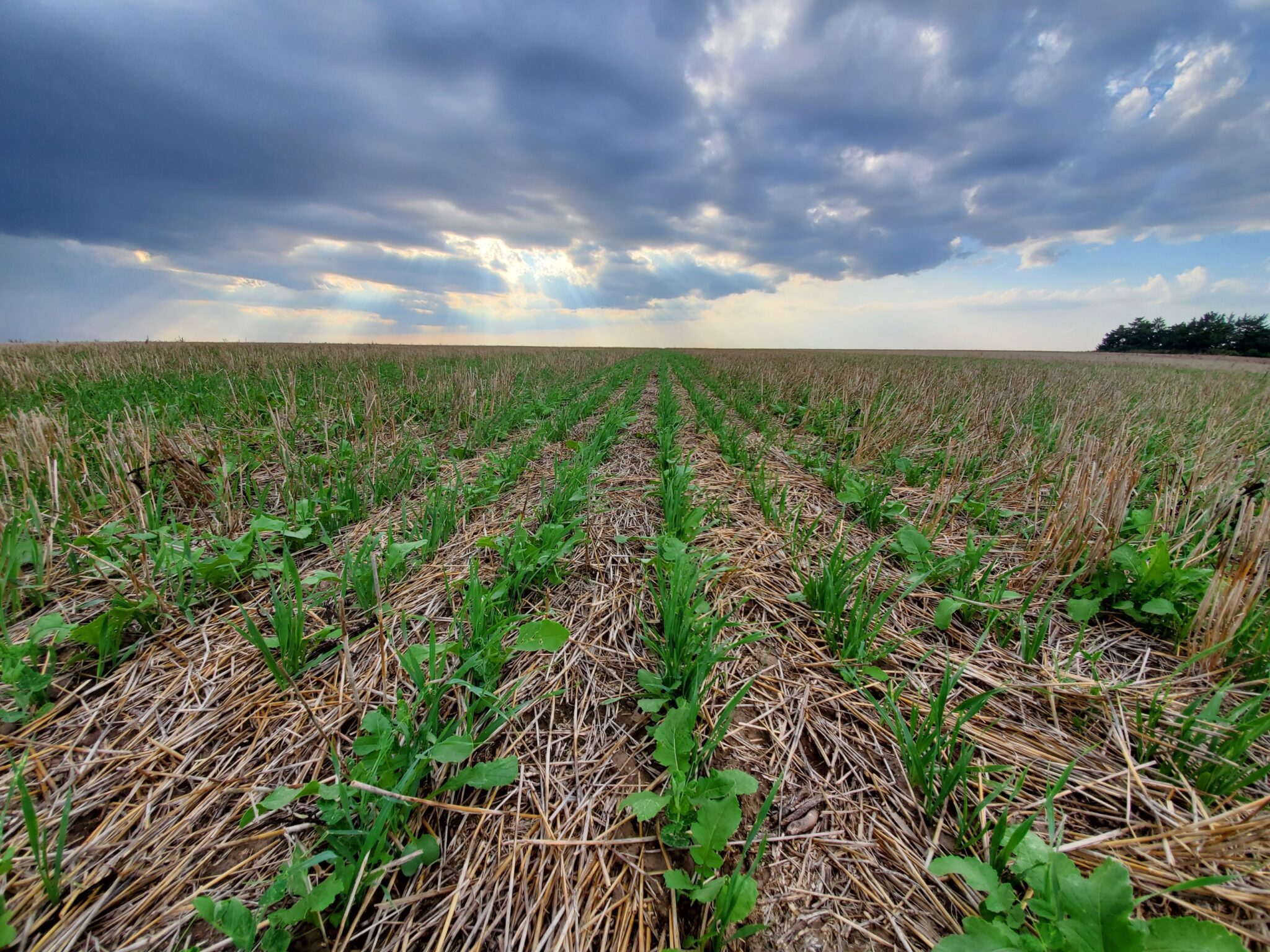 Wide-angle view of a green crop field with parallel rows under a cloudy sky.