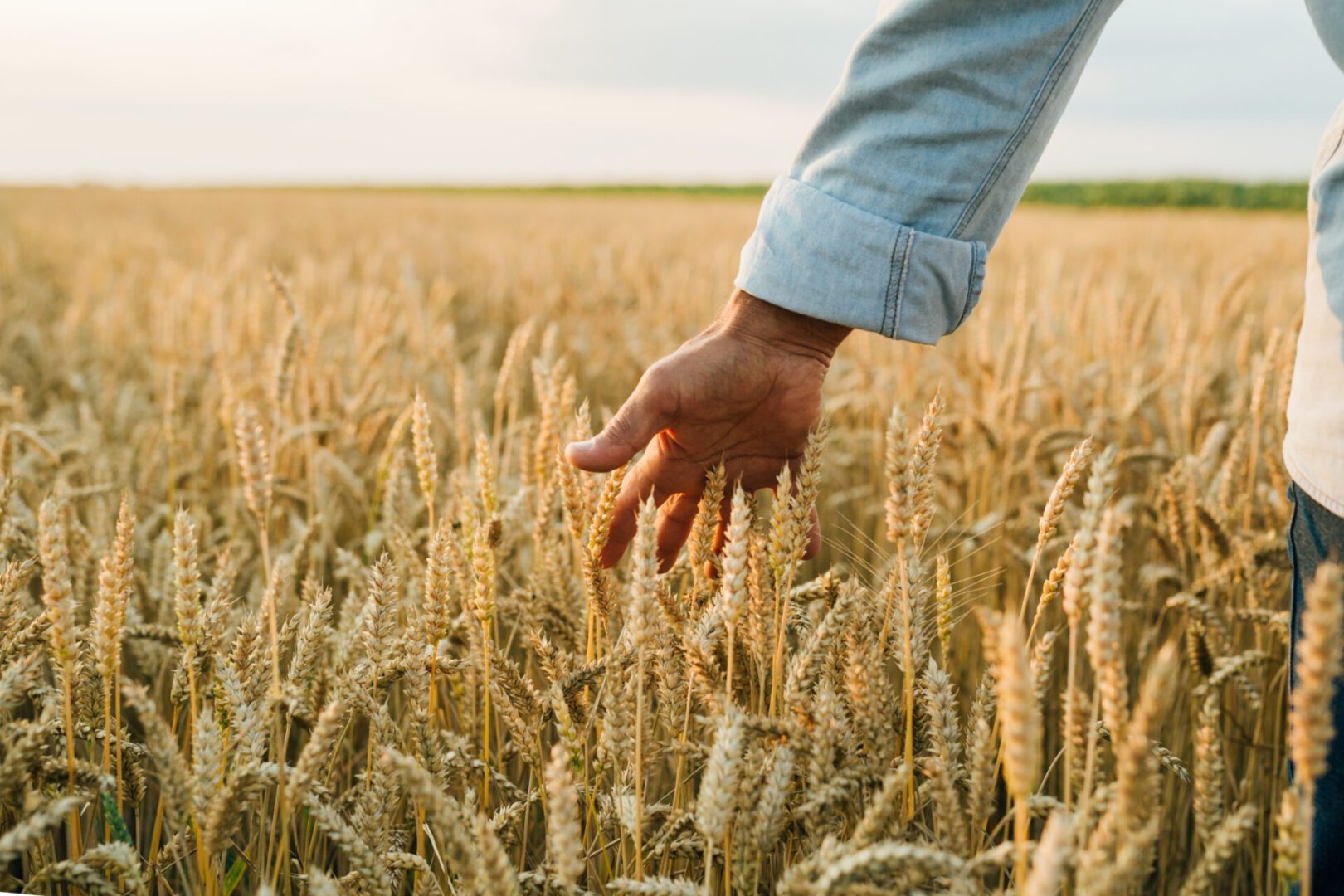 Man's hand gently touching wheat in a golden field at sunset, symbolizing agricultural care and harvest.