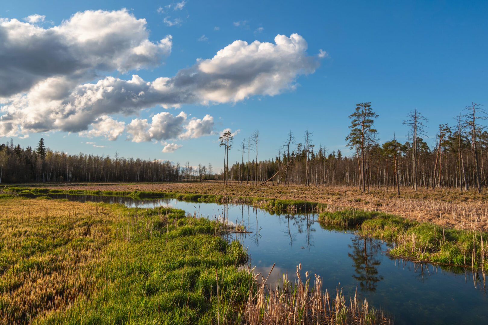 A vibrant wetland scene with tall, sparse trees, lush grass, and a reflective water body under a clear sky dotted with fluffy clouds.