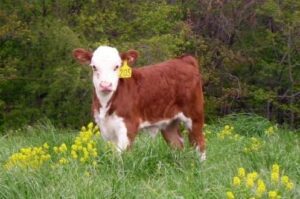 A brown and white cow with tag number 205 standing in a green field with yellow flowers.