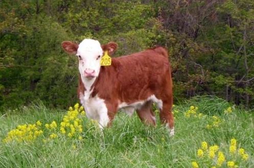 A brown and white cow with tag number 205 standing in a green field with yellow flowers.