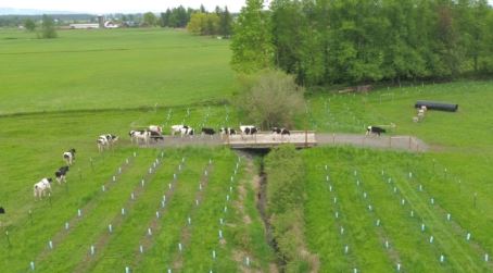 Aerial view of a farm with a small herd of cows near a fenced feeding area and rows of crops in the foreground.