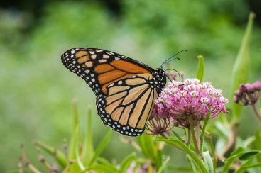 A monarch butterfly perched on a pink milkweed flower against a soft-focus green background.