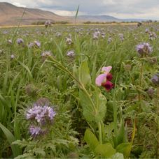 A close-up view of a lush field with purple wildflowers under an overcast sky, with rolling hills in the background.