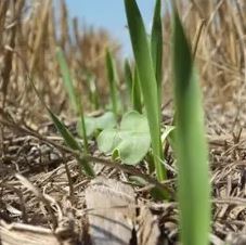 A young plant sprouting amidst dried stalks and ground cover in a field.