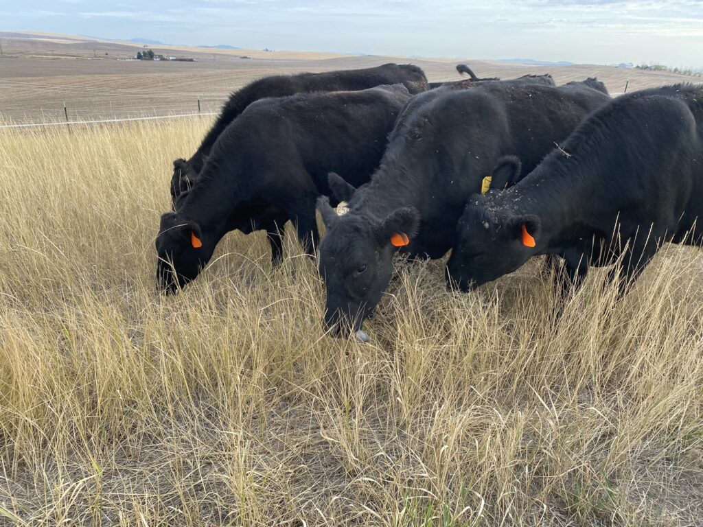 Four black cows with ear tags grazing in a field of tall, dry grass, with a gentle slope and cloudy sky in the background.