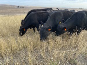 Four black cows with ear tags grazing in a field of tall, dry grass, with a gentle slope and cloudy sky in the background.