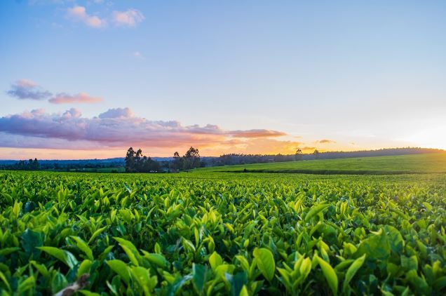 Vibrant green tea plantation at sunset with colorful sky and scattered clouds, located in a hilly landscape.