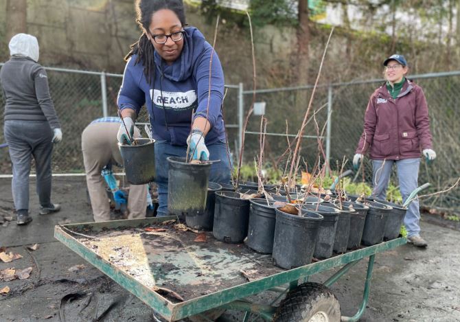 Woman organizing potted plants on a cart outdoors with other volunteers in a community garden.