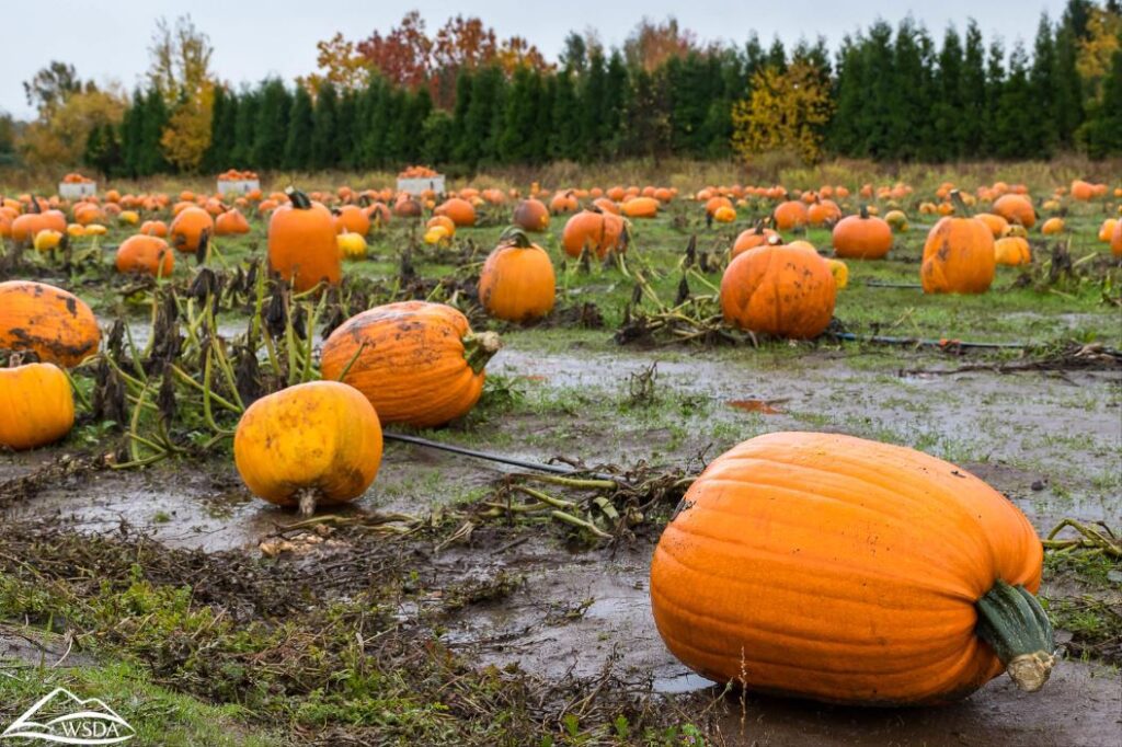 Pumpkin patch with scattered ripe pumpkins on wet ground, trees with autumn foliage in the background.