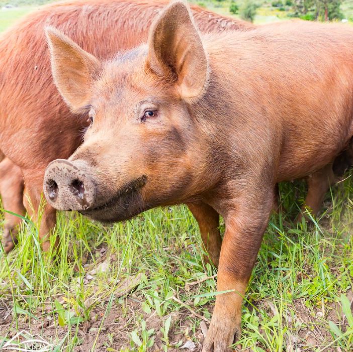 Close-up of a brown pig standing in a green grassy field.