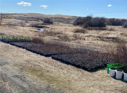 Grassy field with a small stream, flanked by bare shrubs and green tubs on a sunny day, showcasing a wide-open landscape under a clear blue sky.