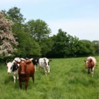 Cows in a green pasture with a tree and clear blue sky in the background.