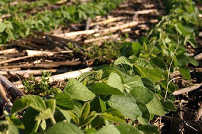 Close-up view of young soybean plants growing in a field with visible soil and plant debris.