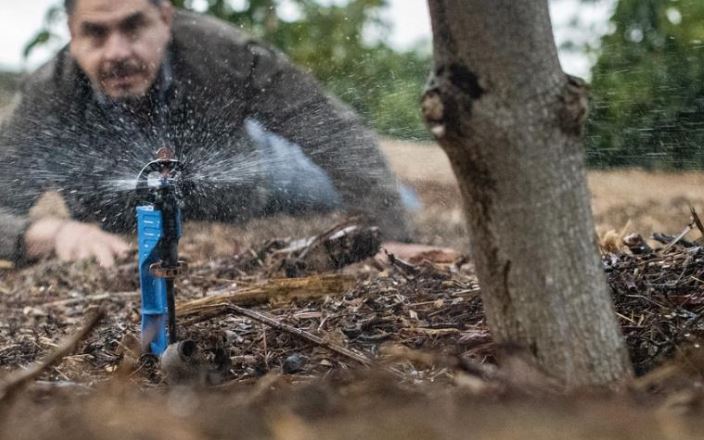 Man focusing on a small sprinkler watering the base of a tree, with water droplets visibly scattering around.