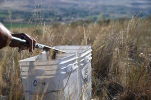 Person collecting seeds in a bucket with tongs in a dry grassy field.