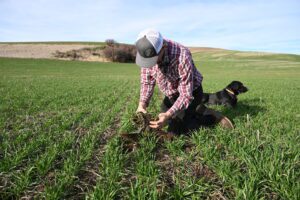 A farmer in a cap and plaid shirt examines soil in a lush field with a black dog sitting nearby.