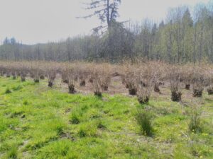 a field with blueberry plants.