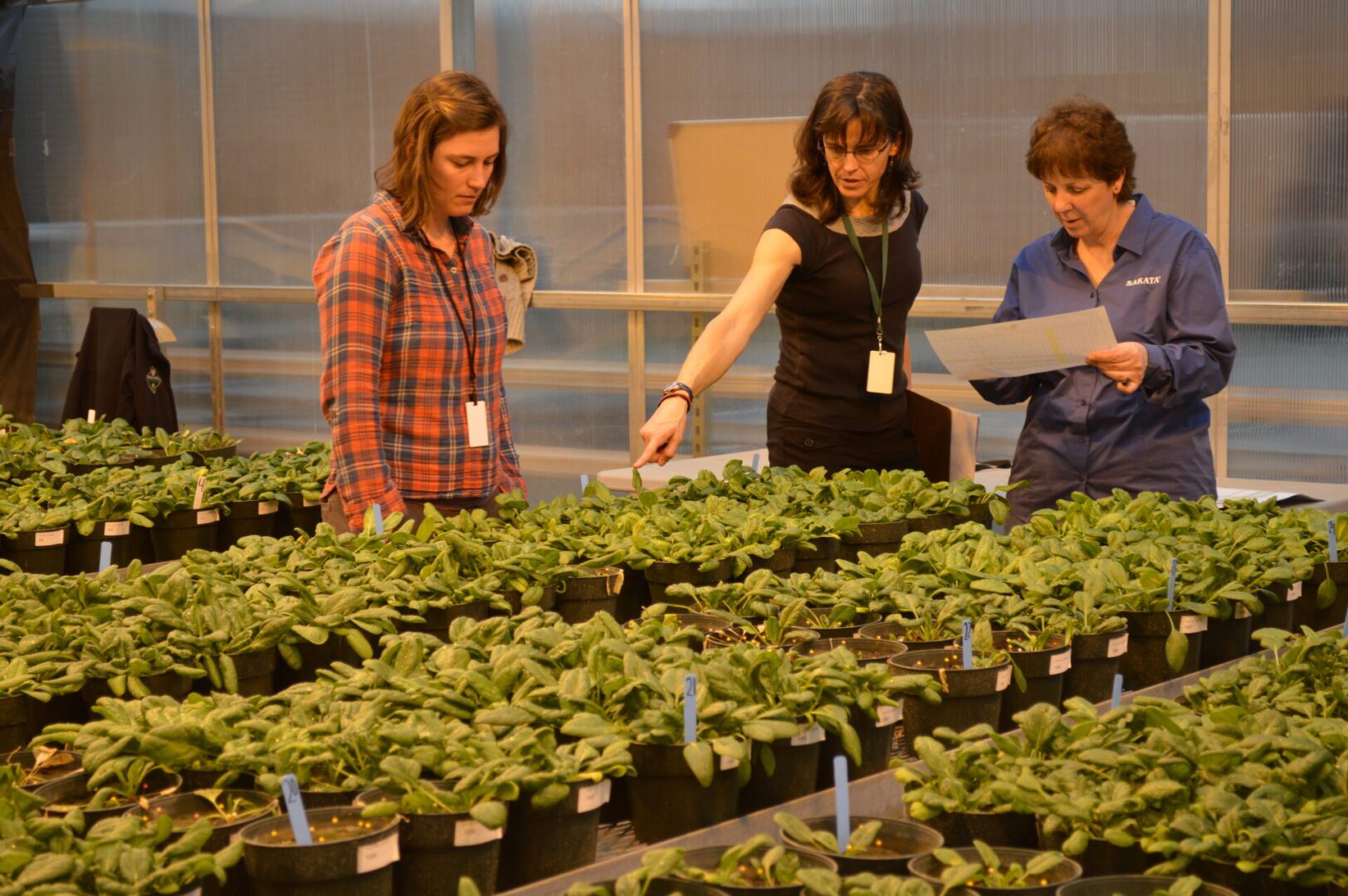 Three women examine biological plant specimens in a greenhouse, discussing over a document.