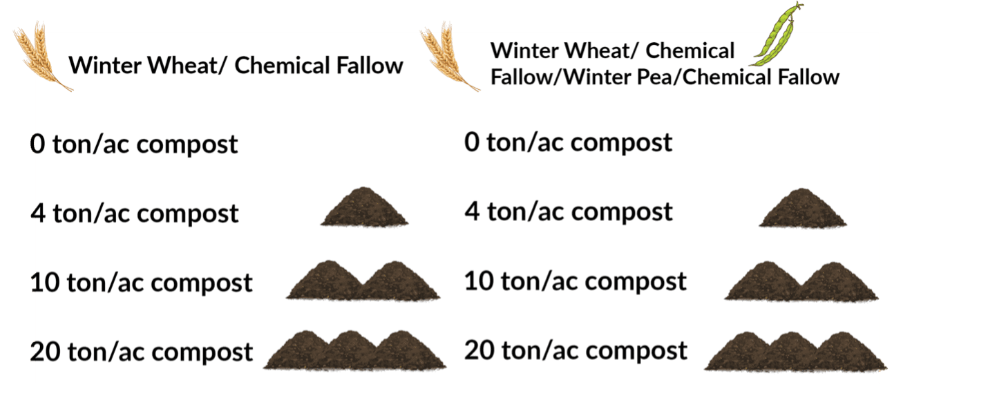 Diagram comparing soil samples with varying compost application amounts from plots of winter wheat and chemical fallow, and winter pea chemical fallows.