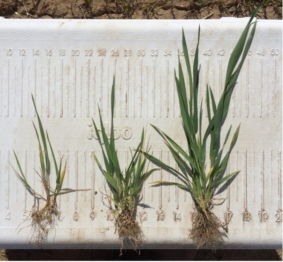 Wheat plants from plots that were unamended (left), amended with lime (middle), and amended with biochar (right).