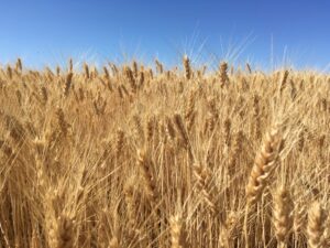 Wheat in a field.