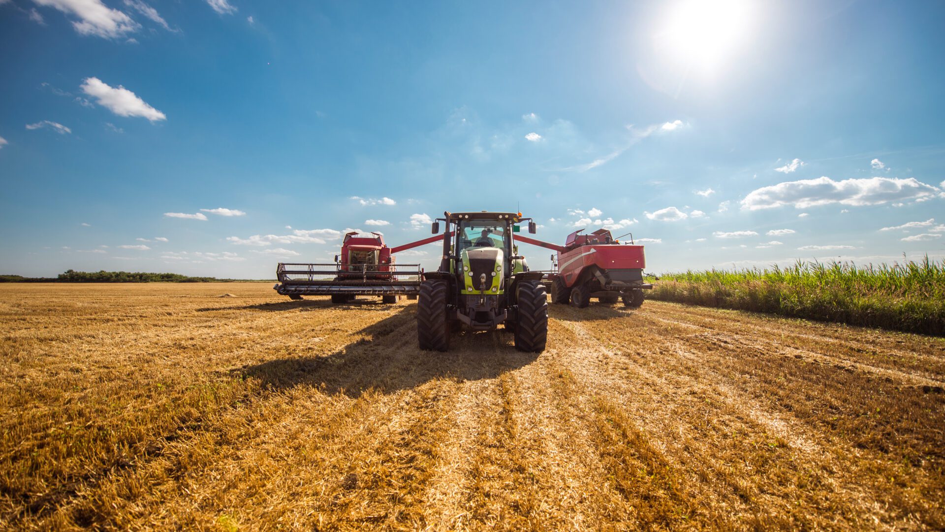 Combine harvesting the field of wheat on a sunset.